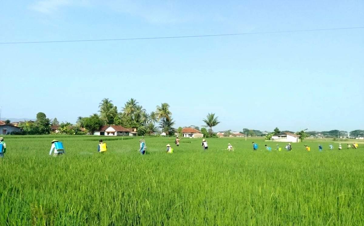 Serangan Wereng Turun hingga 50 Persen
