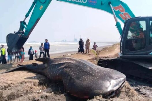Tiga Bulan, Lima Hiu Paus Terdampar