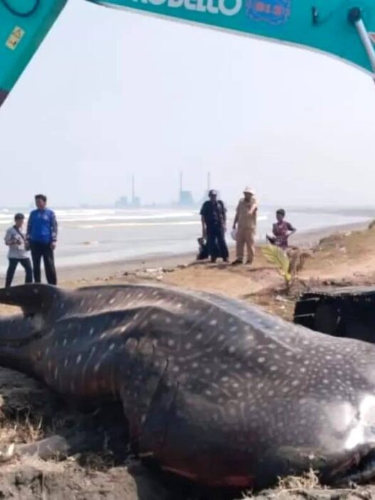 Tiga Bulan, Lima Hiu Paus Terdampar
