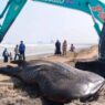 Tiga Bulan, Lima Hiu Paus Terdampar