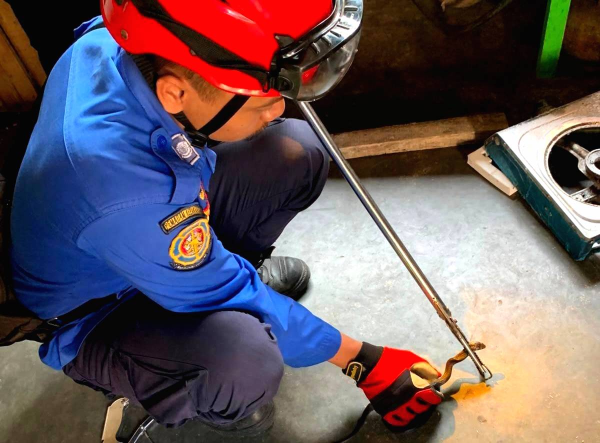 Ular Kobra Masuk Dapur Rumah