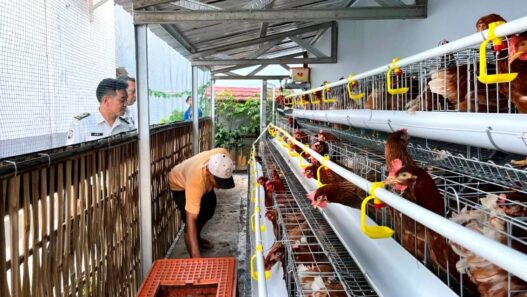 Warga Binaan Budidaya Ayam Petelur