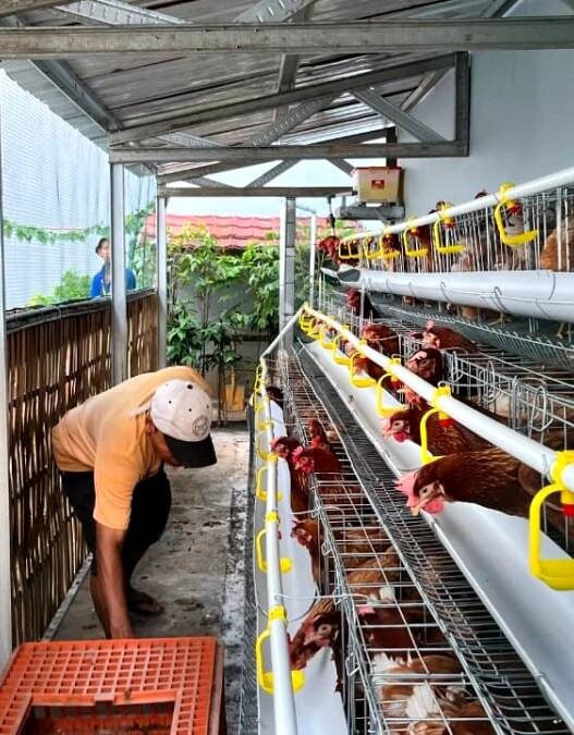 Warga Binaan Budidaya Ayam Petelur