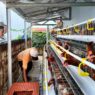 Warga Binaan Budidaya Ayam Petelur