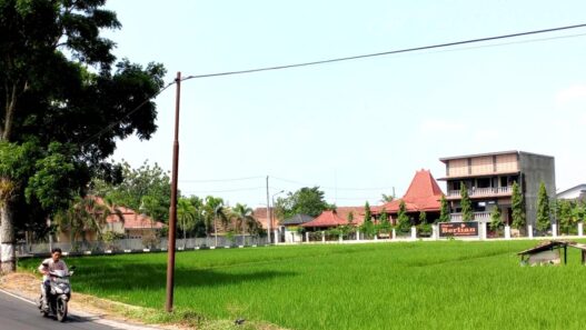 100 Hektare Sawah Terancam Puso