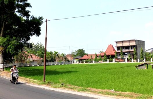 100 Hektare Sawah Terancam Puso