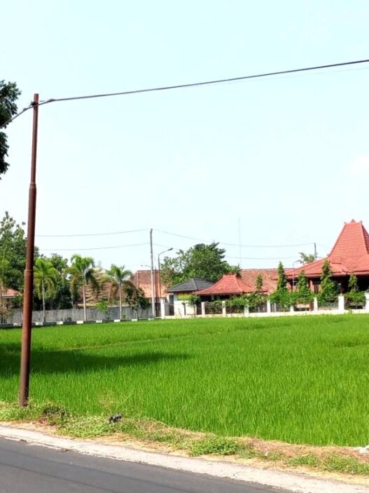 100 Hektare Sawah Terancam Puso