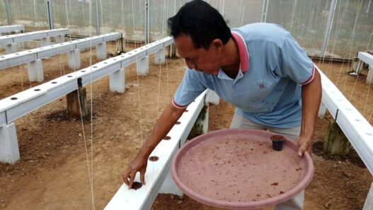 BUMDes Karanggedang Ganti Varietas Melon