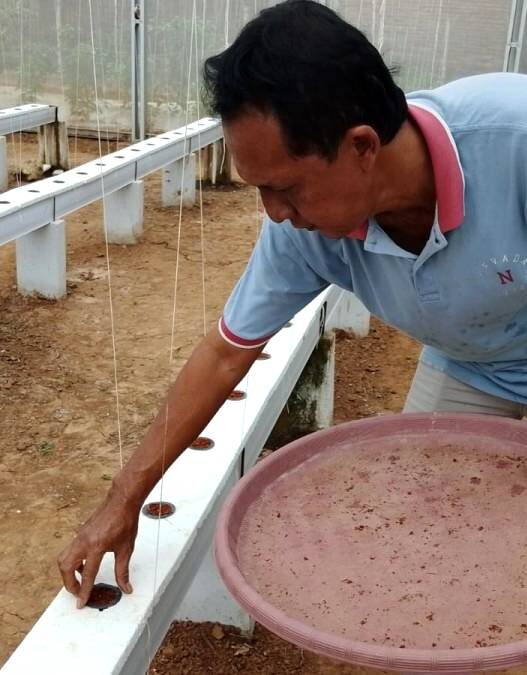 BUMDes Karanggedang Ganti Varietas Melon