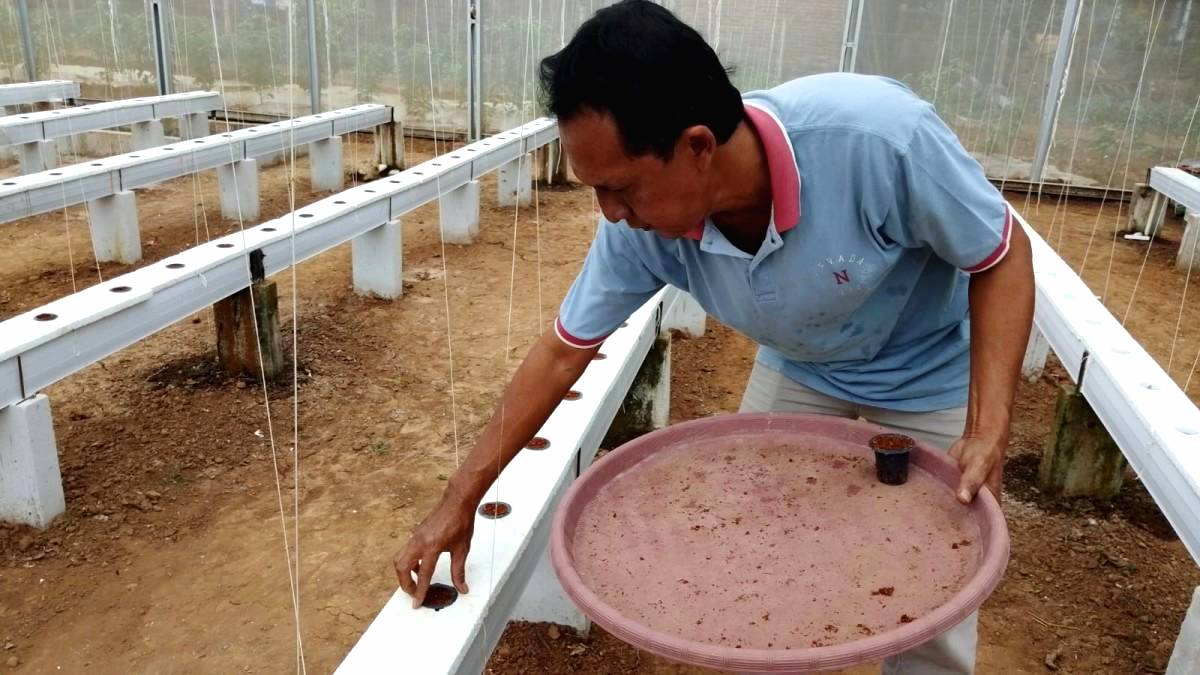 BUMDes Karanggedang Ganti Varietas Melon