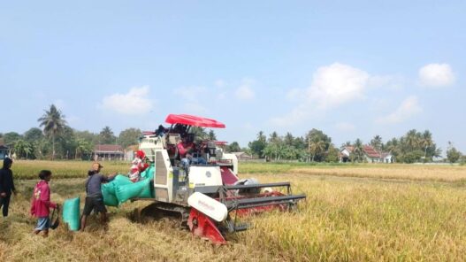Combine Harvester Percepat Panen Padi