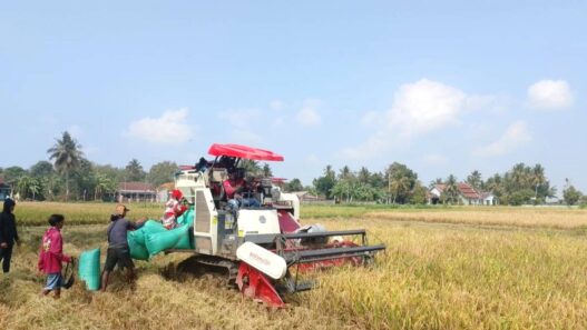 Combine Harvester Percepat Panen Padi