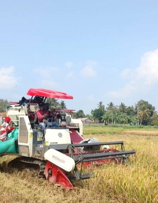 Combine Harvester Percepat Panen Padi