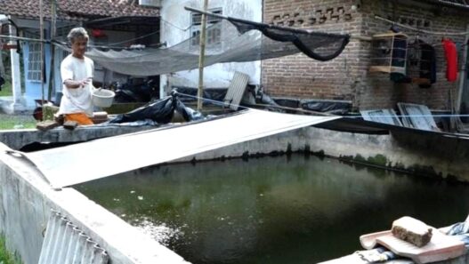 Dari Karangglonggong, Bibit Lele Tembus Luar Daerah