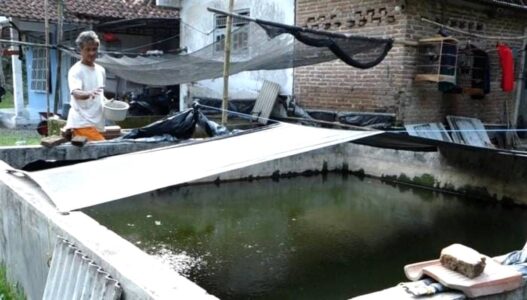 Dari Karangglonggong, Bibit Lele Tembus Luar Daerah