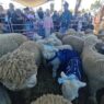 Domba Batur Bisa Tembus Rp 100 Juta