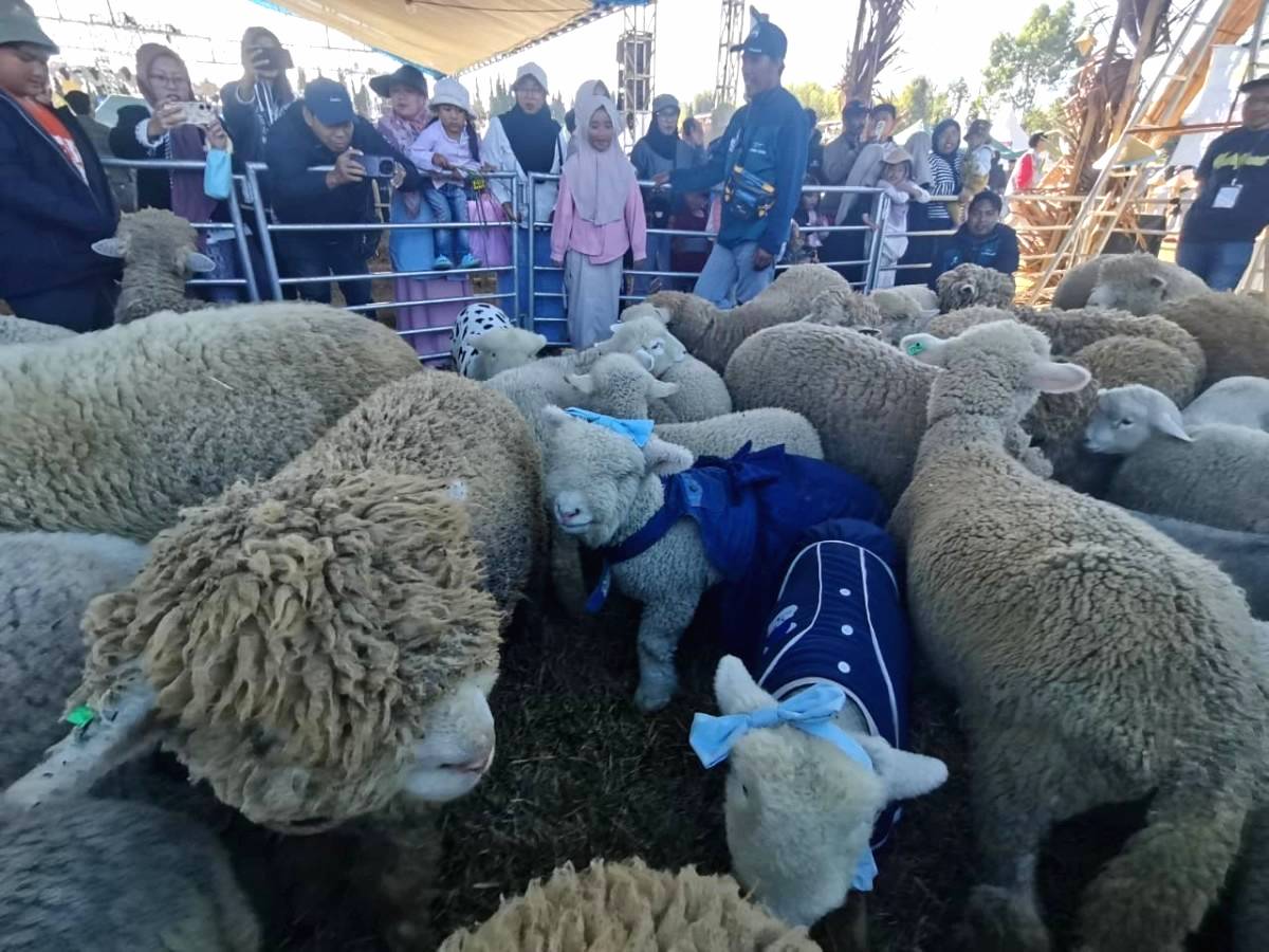 Domba Batur Bisa Tembus Rp 100 Juta