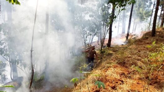 Dua Kebakaran Lahan Terjadi dalam Dua Hari