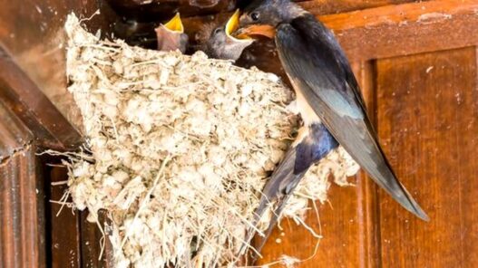 Ekspor Sarang Burung Walet Tembus Rp 3 T
