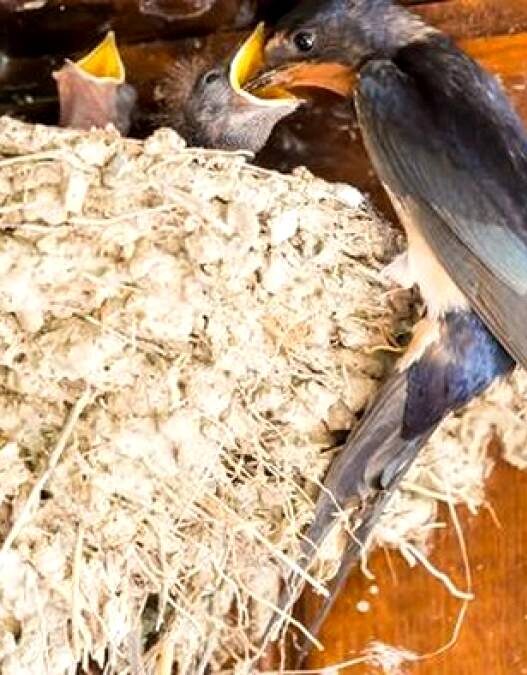 Ekspor Sarang Burung Walet Tembus Rp 3 T