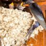 Ekspor Sarang Burung Walet Tembus Rp 3 T
