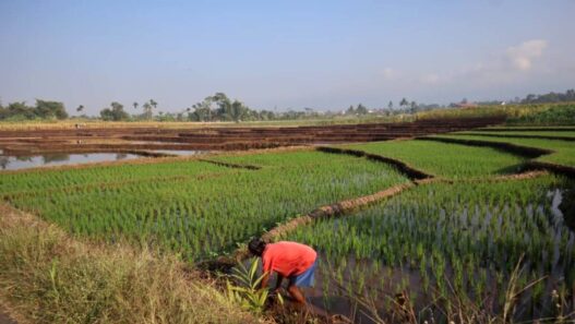 El Nino Ancam Produksi Padi