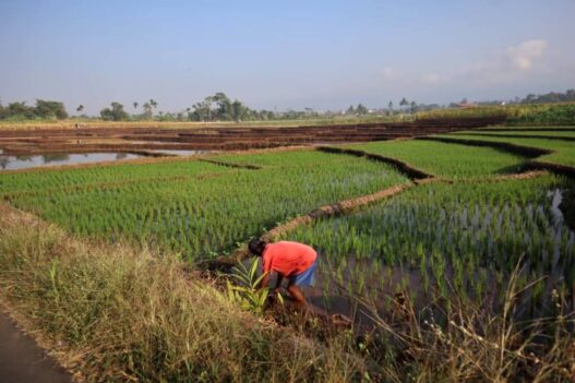 El Nino Ancam Produksi Padi