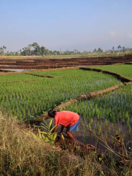 El Nino Ancam Produksi Padi