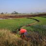 El Nino Ancam Produksi Padi