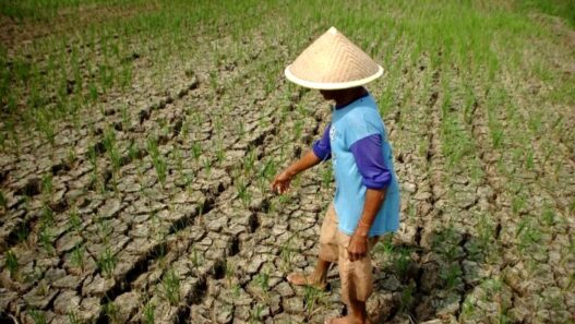 El Nino Berdampak Kekeringan hingga Gagal Panen