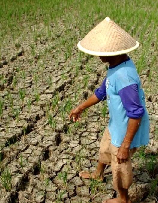El Nino Berdampak Kekeringan hingga Gagal Panen
