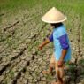El Nino Berdampak Kekeringan hingga Gagal Panen