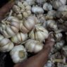 Harga Bawang Putih Naik di 248 Daerah