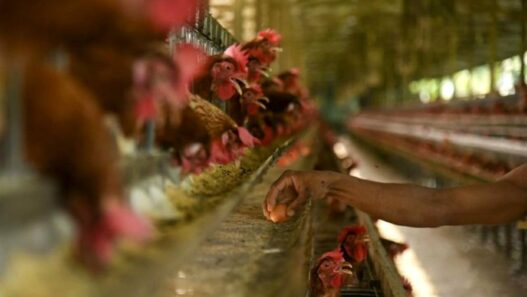 Harga Telur Anjlok di Tingkat Peternak