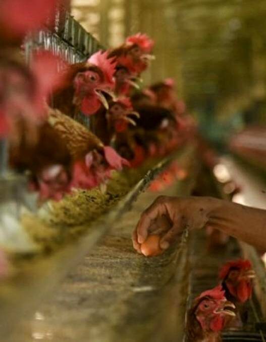 Harga Telur Anjlok di Tingkat Peternak