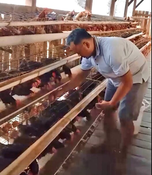 Harga Telur Belum Stabil, Pakan Naik