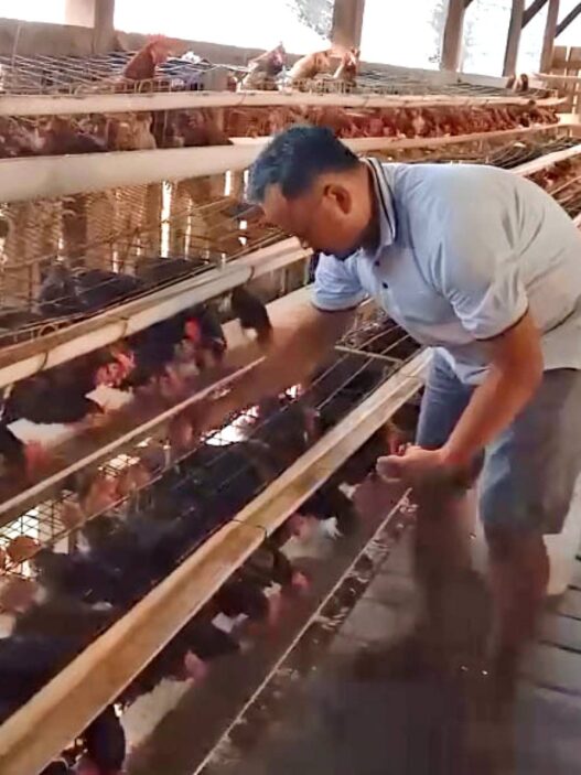 Harga Telur Belum Stabil, Pakan Naik