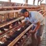 Harga Telur Belum Stabil, Pakan Naik