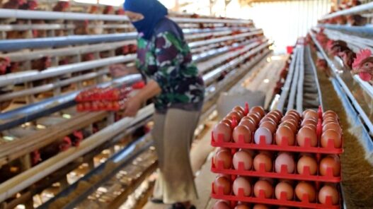 Harga Telur Peternak Masih di Bawah HAP