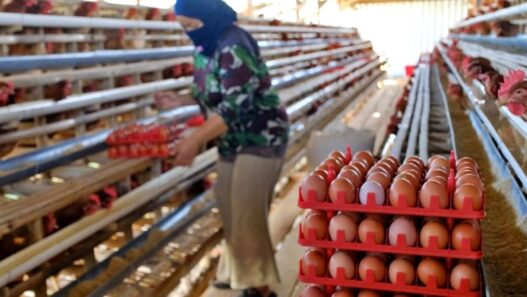 Harga Telur Peternak Masih di Bawah HAP