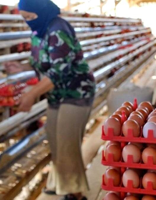 Harga Telur Peternak Masih di Bawah HAP