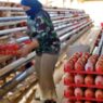 Harga Telur Peternak Masih di Bawah HAP