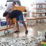 Hasil Tangkapan Ikan Nelayan Meningkat