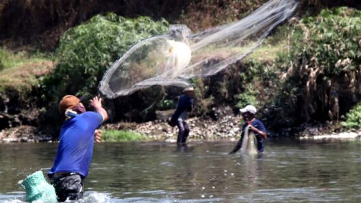 Ikan Besar Dijala, Benih Ikan Ditebar