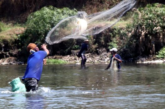 Ikan Besar Dijala, Benih Ikan Ditebar