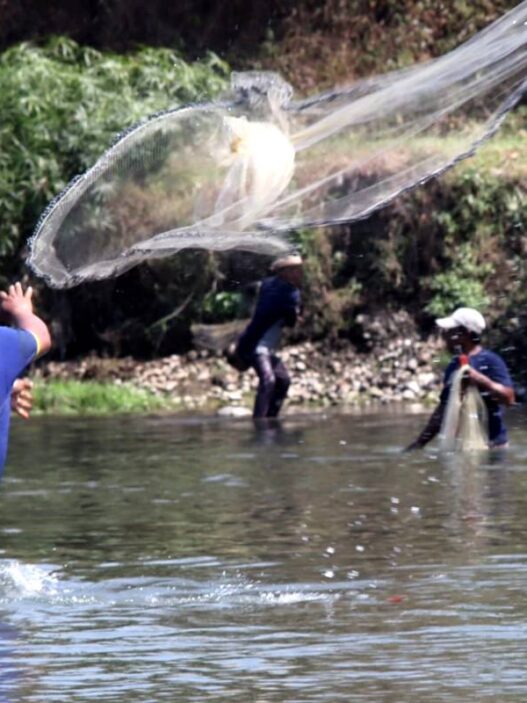 Ikan Besar Dijala, Benih Ikan Ditebar