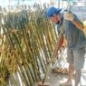 Jelang HUT RI Pesanan Bambu Melonjak
