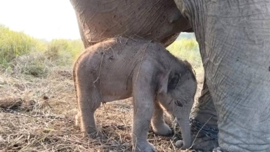 Kado HUT RI Anak Gajah Sumatera Lahir