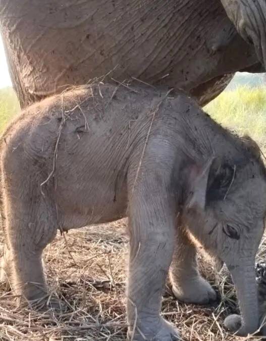 Kado HUT RI Anak Gajah Sumatera Lahir