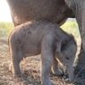 Kado HUT RI Anak Gajah Sumatera Lahir